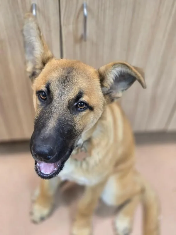 A young large-sized male Shepherd dog named Chip for adoption in Kennewick, WA