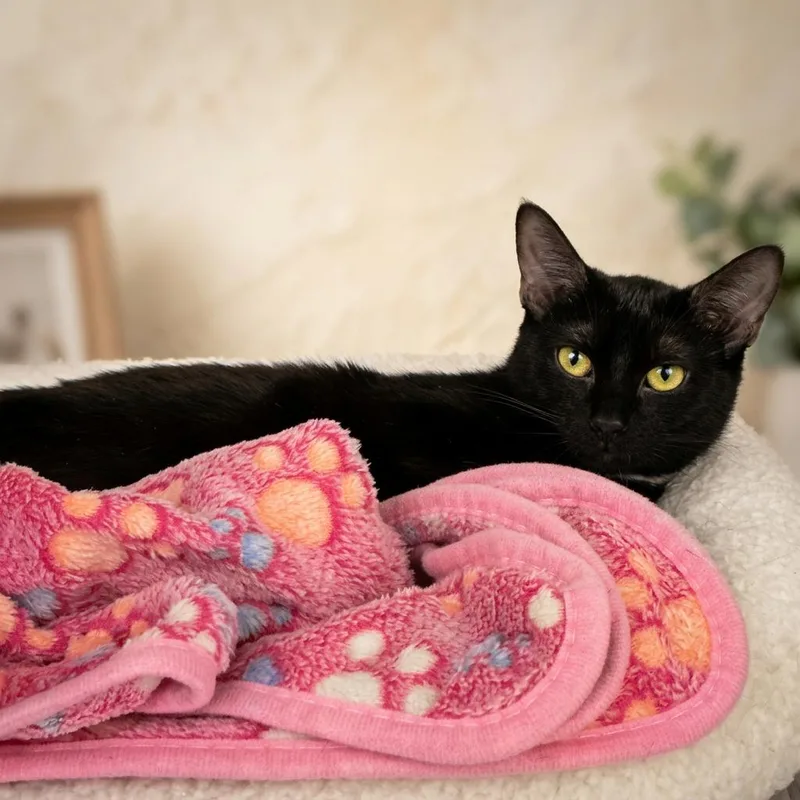 A young medium-sized female Black Domestic Medium Hair cat named Pontira for adoption in Chesapeake, VA