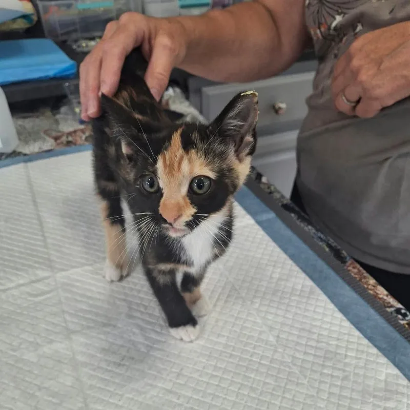 A baby small-sized female Torbie Domestic Short Hair cat named Cara for adoption in Aldie, VA