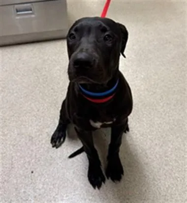 A young medium-sized male Pit Bull Terrier dog named Zorro for adoption in Riverside, CA