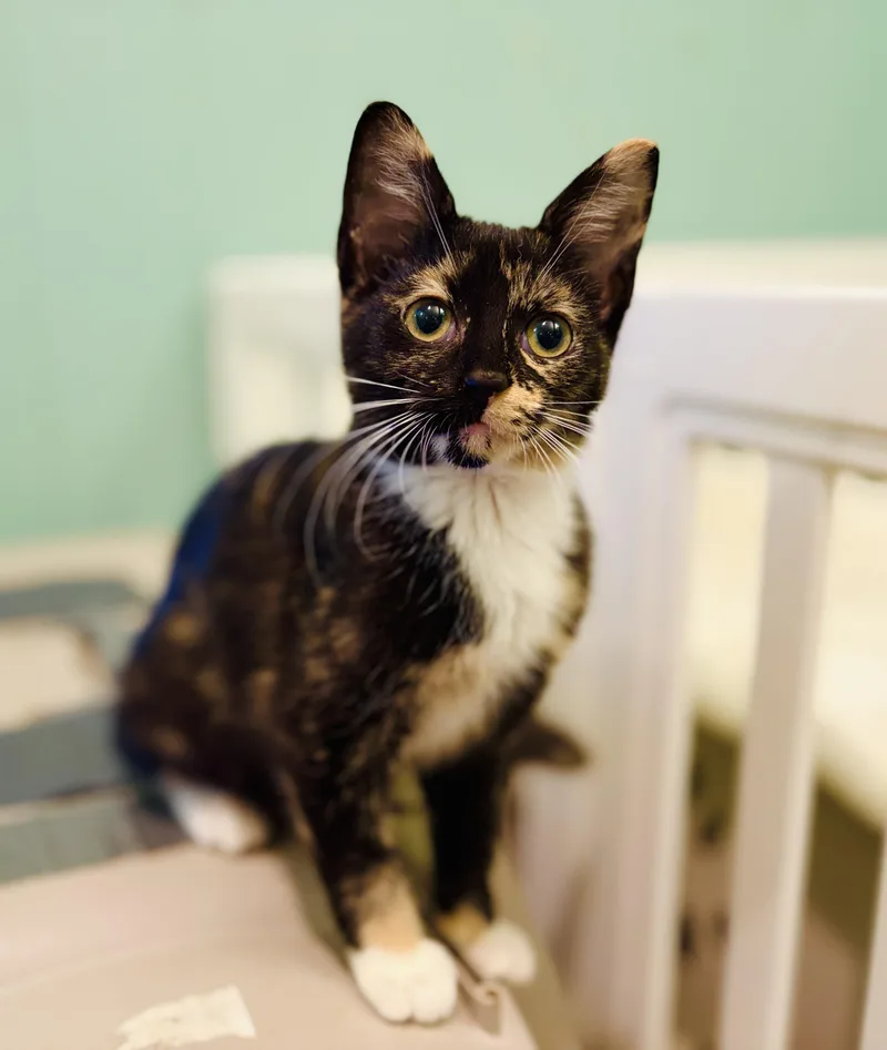 A baby medium-sized female Calico cat named LadyBug for adoption in Lucedale, MS