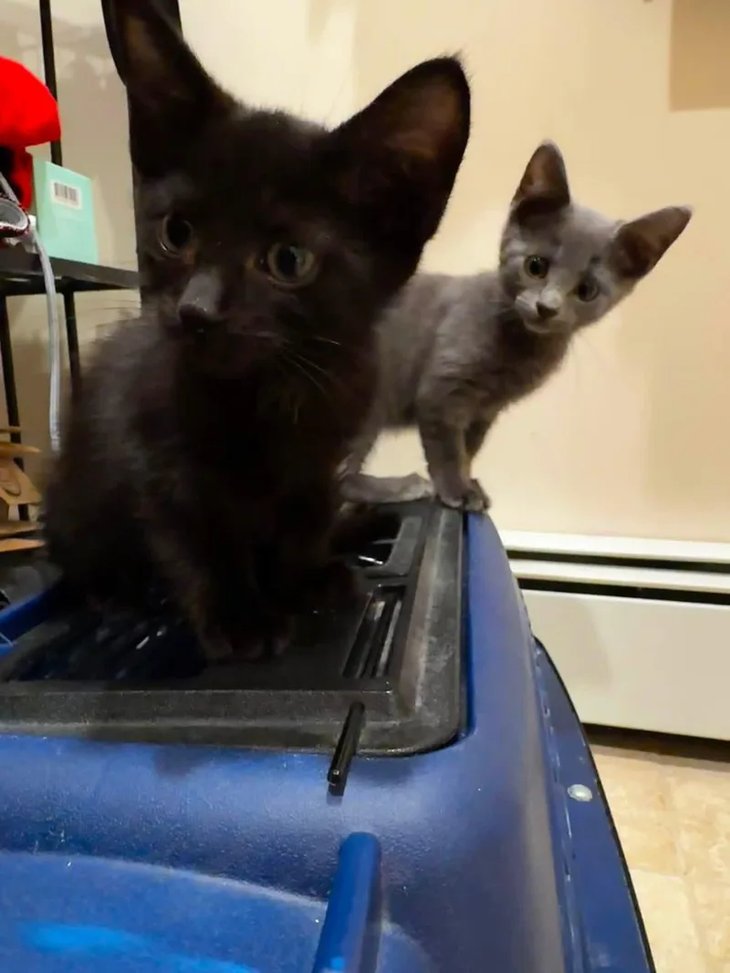 A baby medium-sized male Bombay cat named Batman for adoption in Newark, NJ