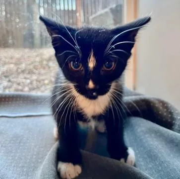 A baby small-sized male Domestic Short Hair cat named Carson for adoption in Denver, CO
