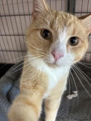 A young small-sized male Domestic Short Hair cat named Mr. Butters for adoption in Barnesville, GA