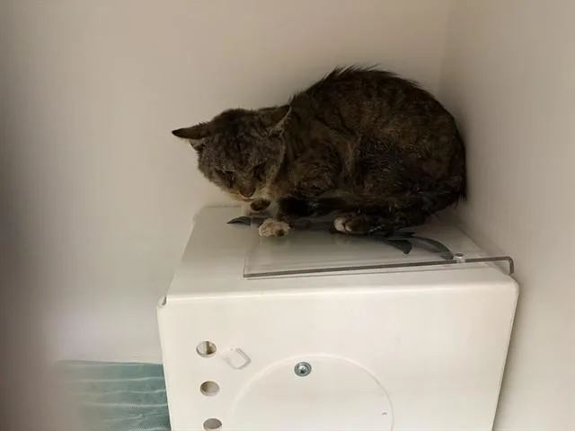 A senior small-sized male Domestic Short Hair cat named Groot for adoption in Ontario, CA