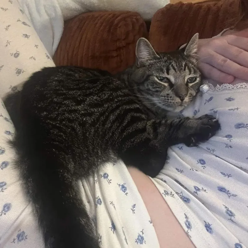 A young medium-sized male Tabby (Brown / Chocolate) Domestic Short Hair cat named Felix for adoption in Weehawken, NJ