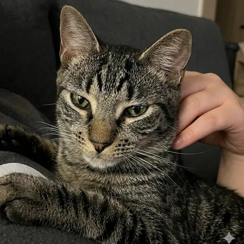 Felix thumbnail 3