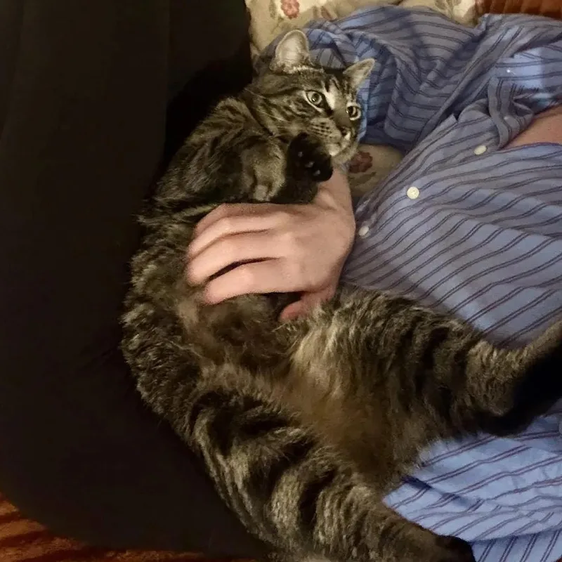 Felix thumbnail 6