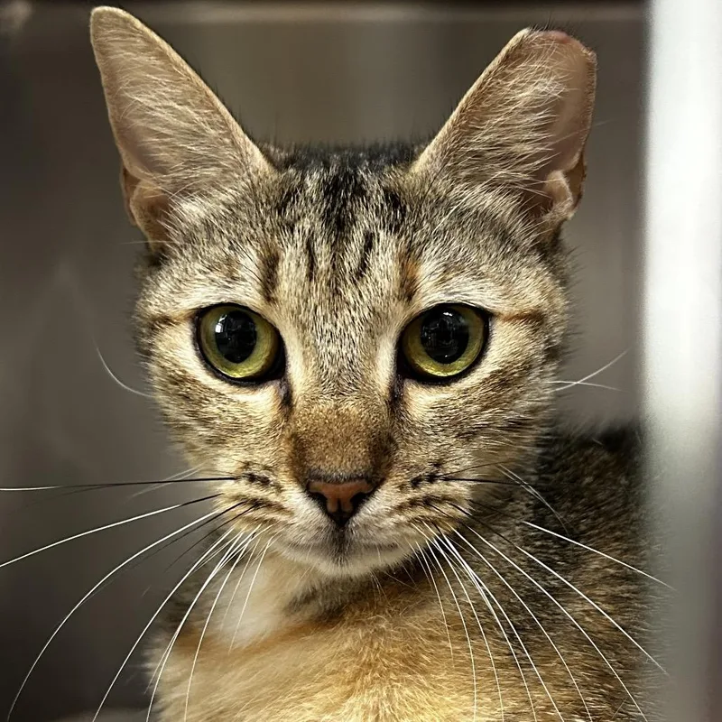A young medium-sized female Brown / Chocolate Domestic Short Hair cat named Presley for adoption in Jupiter, FL