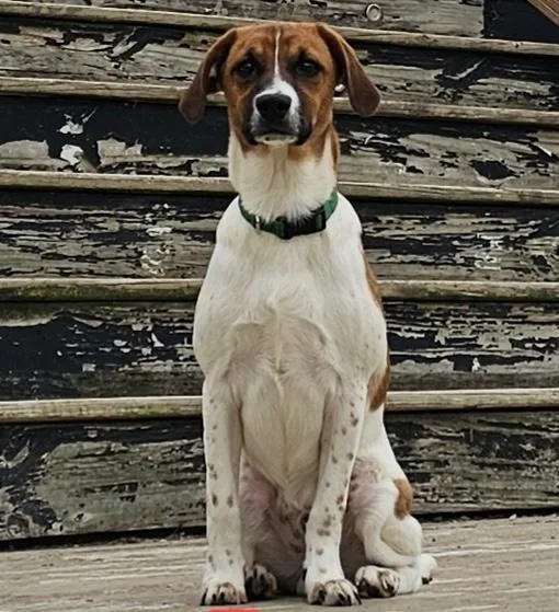 A baby medium-sized male Terrier dog named Tres for adoption in Aurora, IL