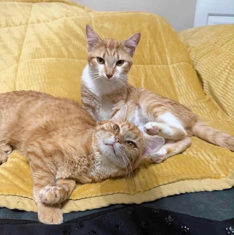 A young small-sized female Orange & White Domestic Short Hair cat named Nala for adoption in Cortland, OH