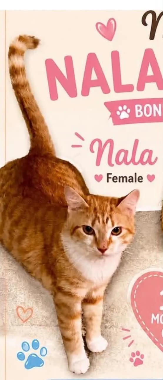 Nala thumbnail 2