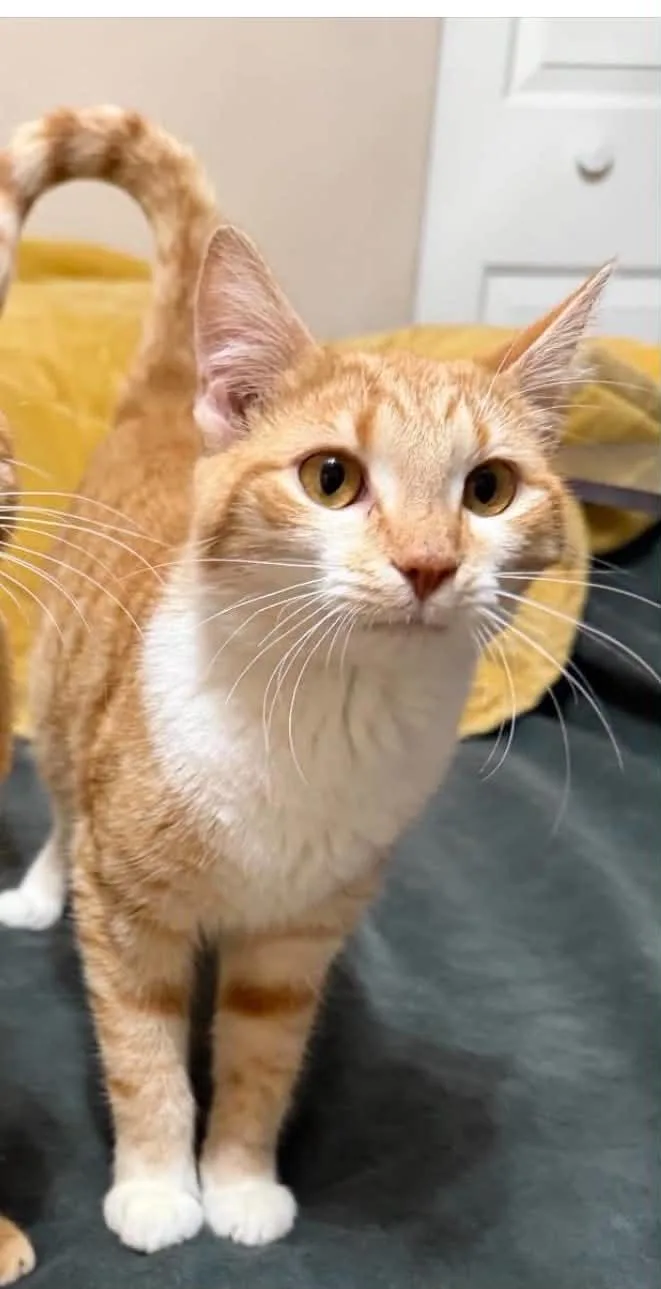 Nala thumbnail 3
