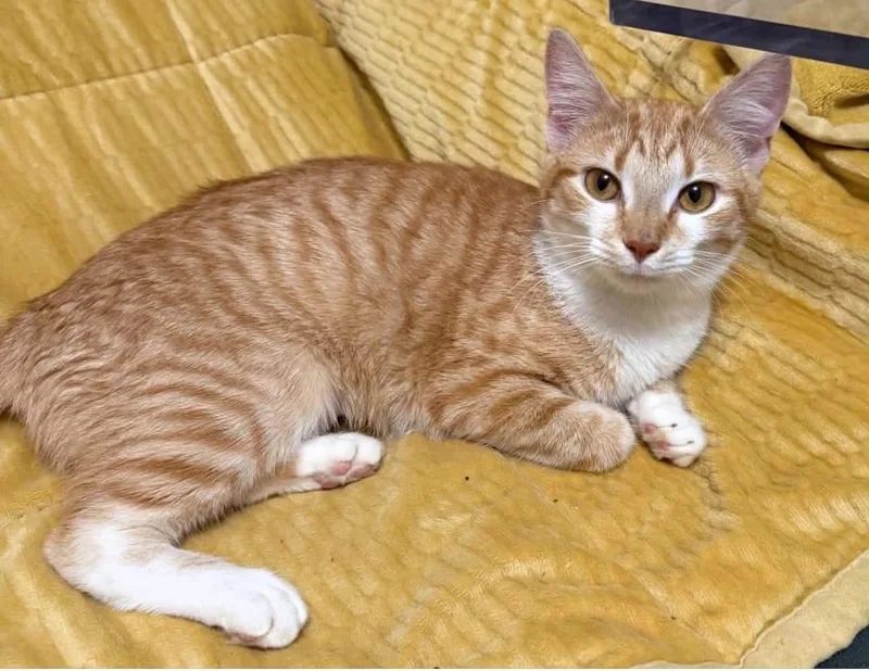 Nala thumbnail 4