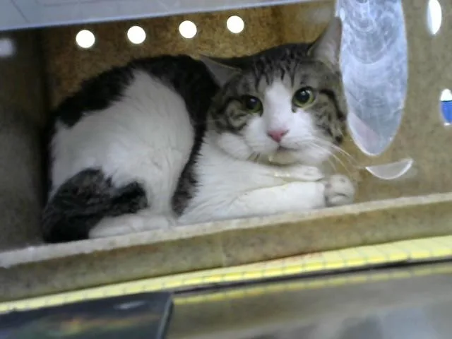 A young medium-sized male Domestic Short Hair cat named Iran for adoption in Albuquerque, NM