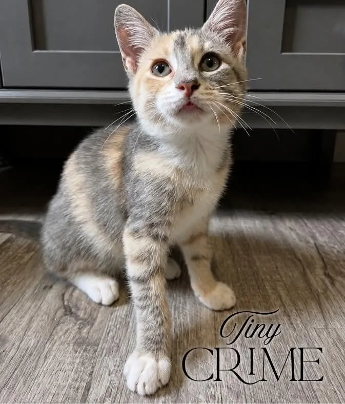 A baby medium-sized female Tabby (Gray / Blue / Silver) Domestic Short Hair cat named Tiny Crime for adoption in Nevada, IA