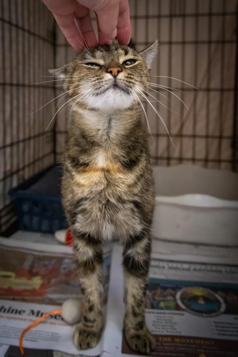 A young medium-sized female Tabby cat named Henna for adoption in Greenville, DE