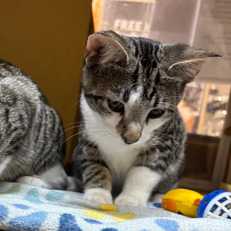 A baby small-sized male Brown / Chocolate Domestic Short Hair cat named Yoshi for adoption in Harrisonburg, VA