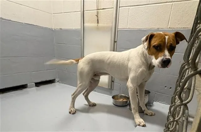 A young large-sized male Pit Bull Terrier dog named Maximilian for adoption in Augusta, GA