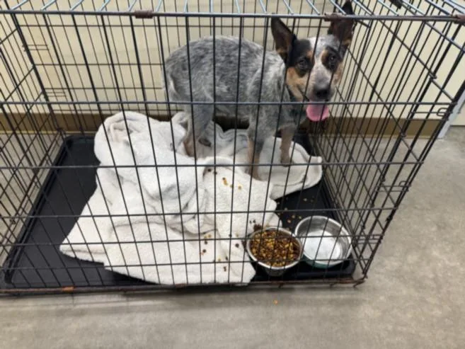 A young medium-sized female Australian Cattle Dog / Blue Heeler dog named Nebula for adoption in Texas City, TX