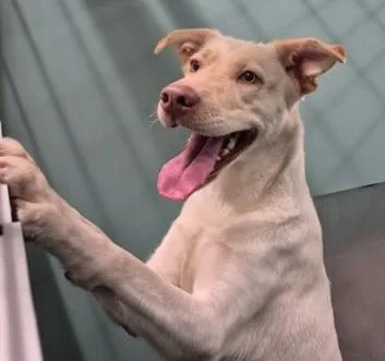 An adult medium-sized female Yellow / Tan / Blond / Fawn Yellow Labrador Retriever dog named LouAnn for adoption in Butte, MT