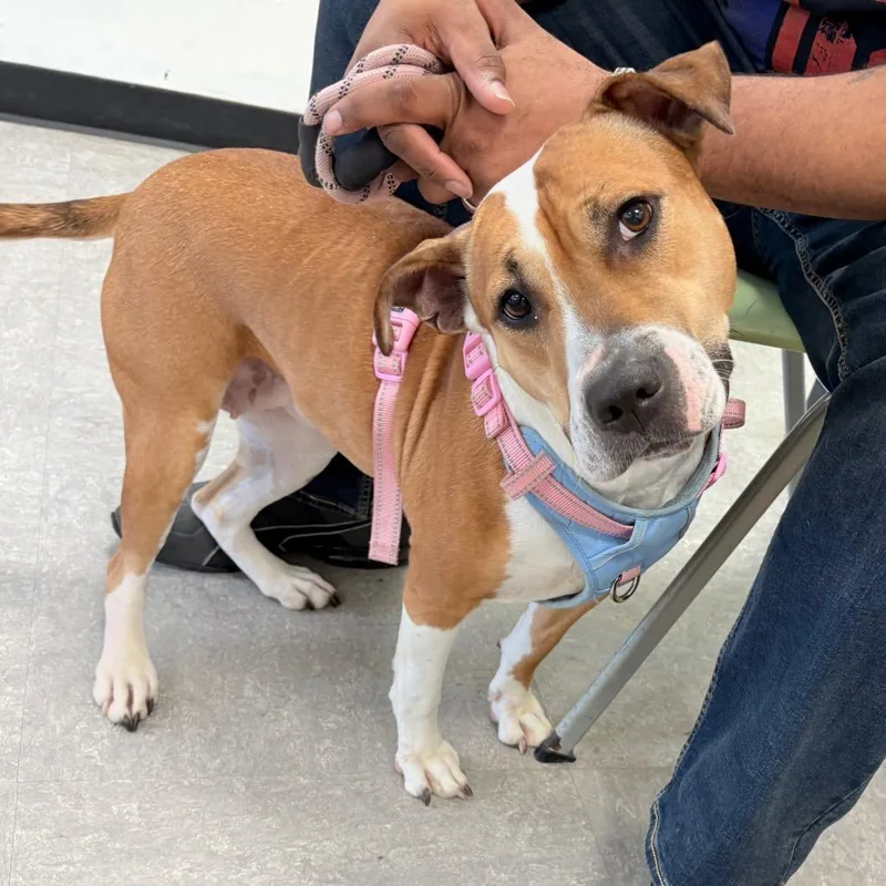 An adult medium-sized female Brown / Chocolate Pit Bull Terrier dog named Stella for adoption in Philadelphia, PA