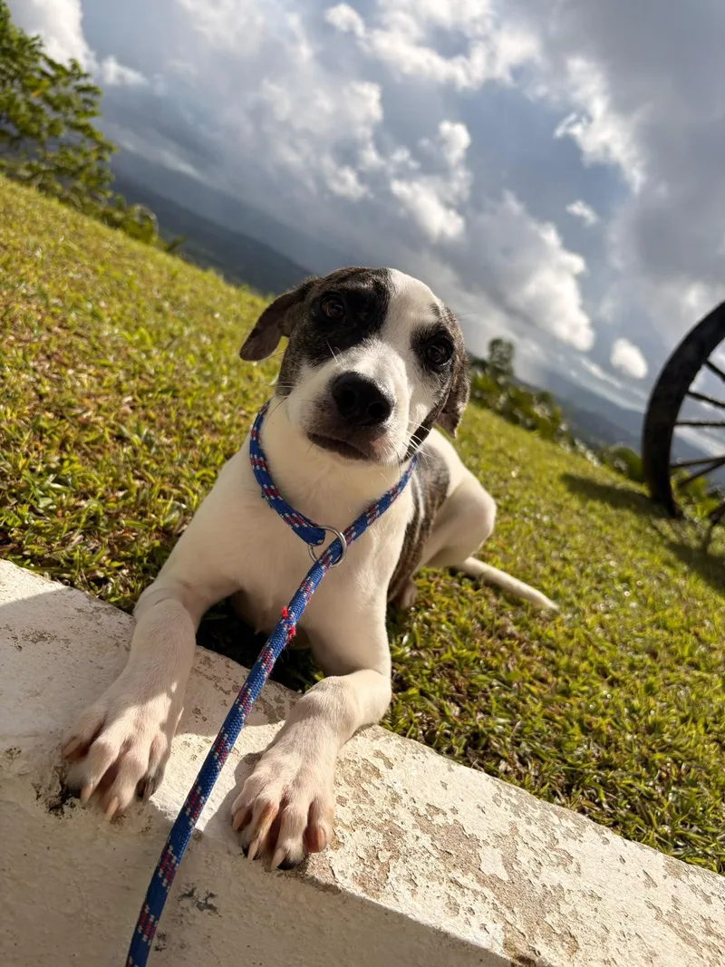 A baby medium-sized male Mixed Breed dog named Popy for adoption in Brooklyn, NY