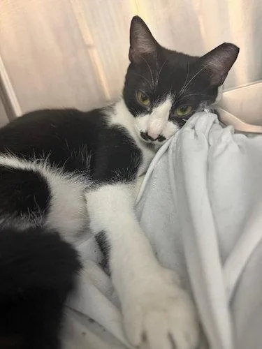 A young medium-sized female Black & White / Tuxedo Domestic Short Hair cat named Queenie  PSP for adoption in Oakland Park, FL