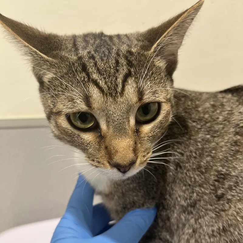 A young medium-sized female Gray / Blue / Silver Domestic Short Hair cat named Noor for adoption in Tampa, FL