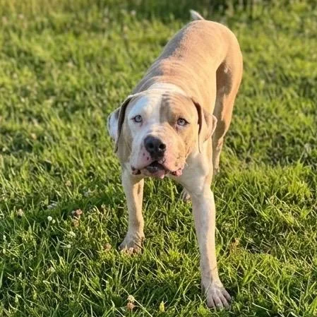 A young medium-sized male Pit Bull Terrier dog named Duke for adoption in Pittsfield, IL