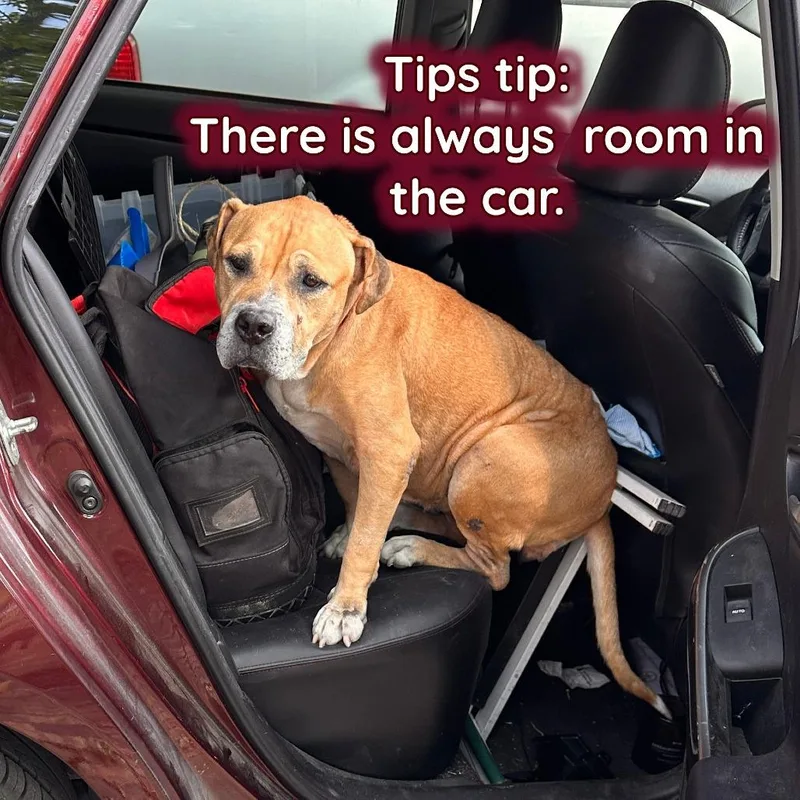 Tips Bella thumbnail 2