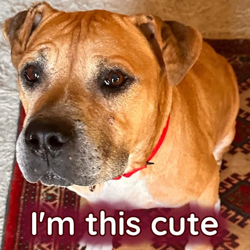 Tips Bella thumbnail 3