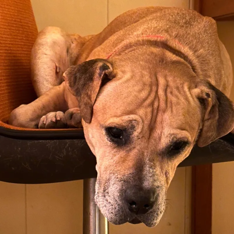 Tips Bella thumbnail 4