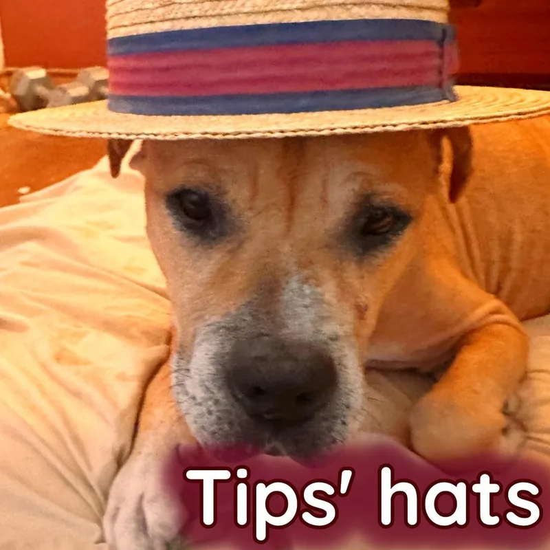 Tips Bella thumbnail 5