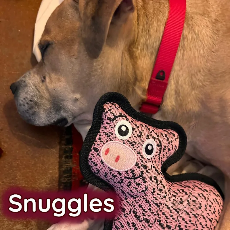 Tips Bella thumbnail 6