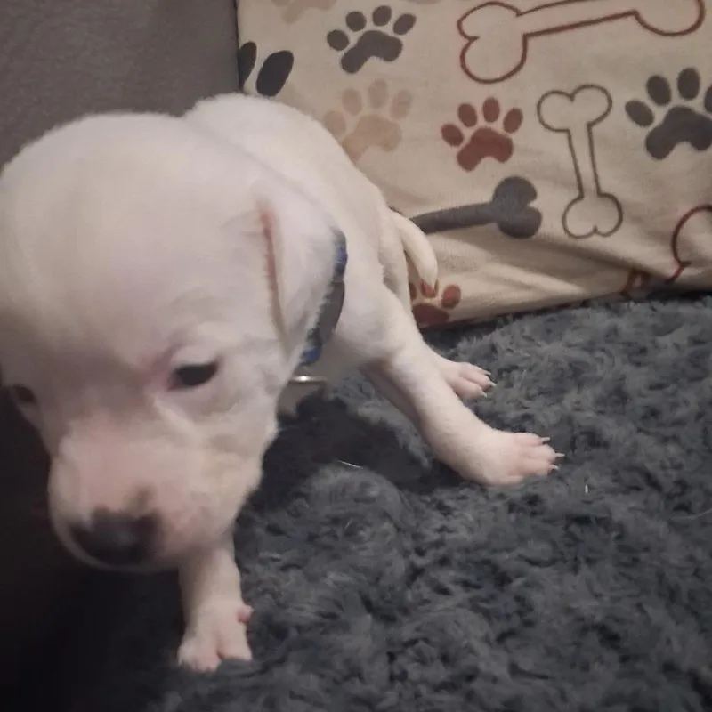 A baby medium-sized male White / Cream Mixed Breed dog named Yuki for adoption in Lima, OH