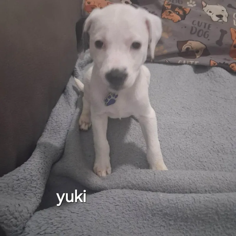 Yuki thumbnail 2