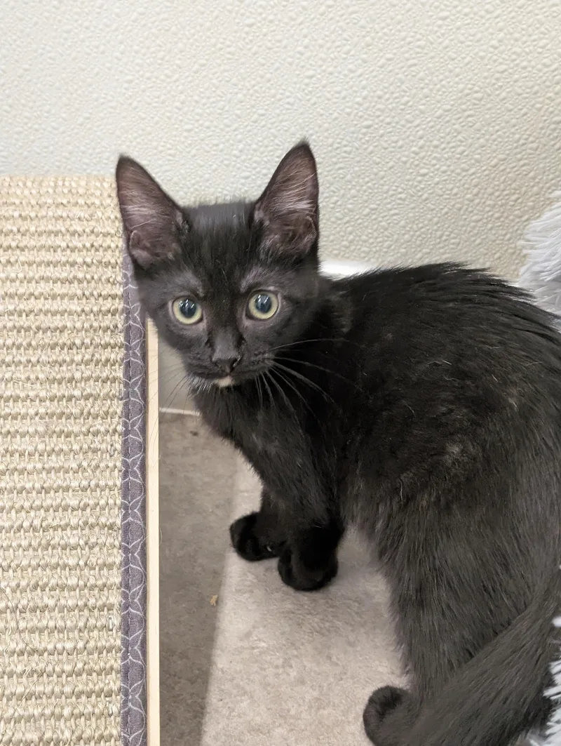 A baby medium-sized female Black Domestic Short Hair cat named Echo for adoption in Tilton, IL