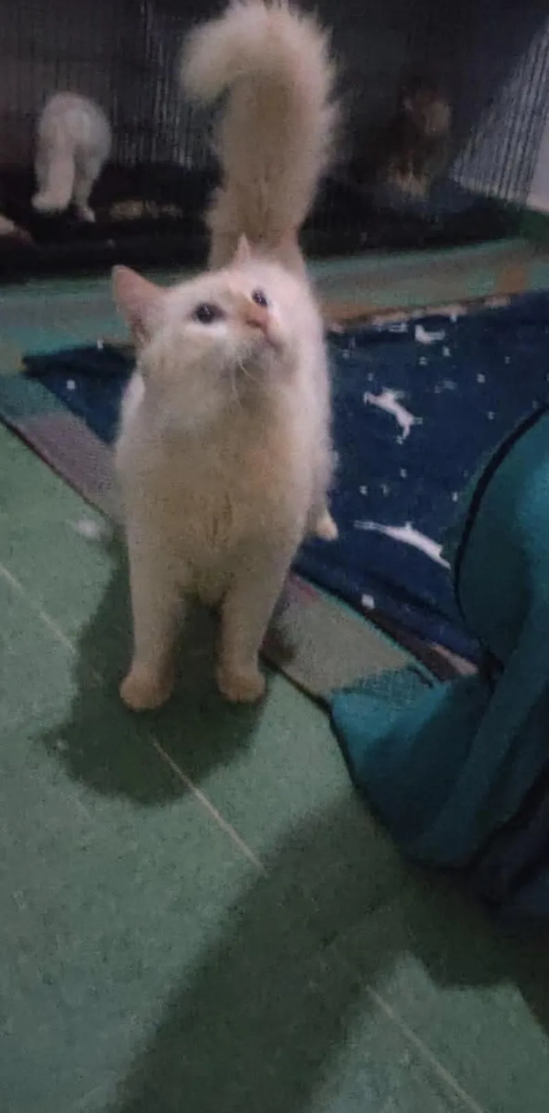An adult medium-sized male Himalayan cat named Layl Egypt for adoption in Nutley, NJ