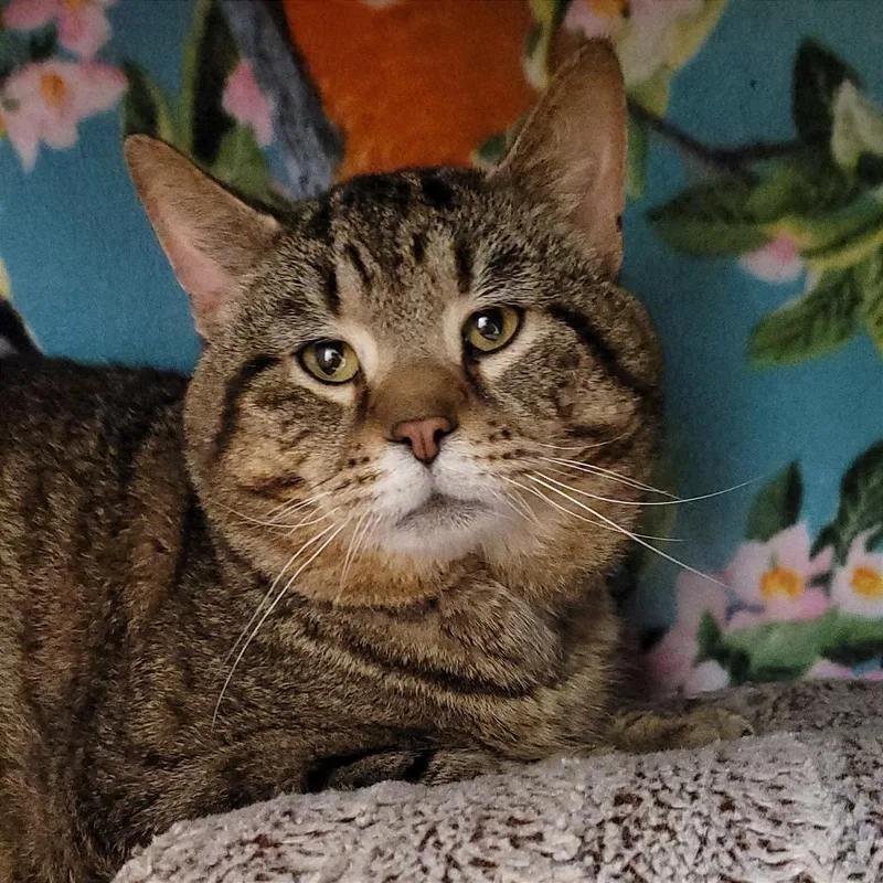 An adult large-sized male Brown / Chocolate Domestic Short Hair cat named Moses for adoption in Nashville, IN