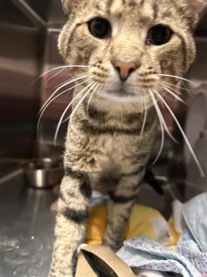 An adult small-sized male Domestic Short Hair cat named Skips for adoption in West Chester, PA