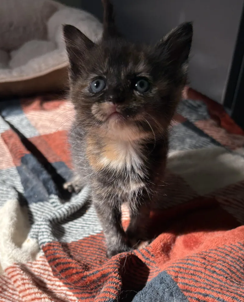 A baby medium-sized female Tortoiseshell Domestic Short Hair cat named Baguette for adoption in Geneseo, IL