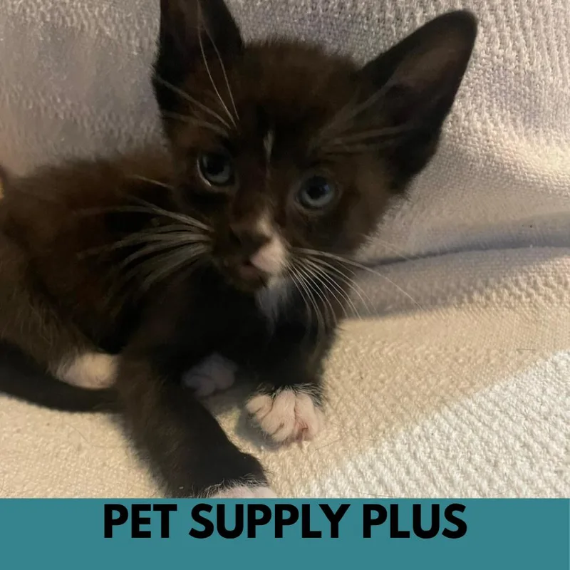 A baby small-sized male Black Domestic Short Hair cat named Moon Pie for adoption in Lakewood, CO