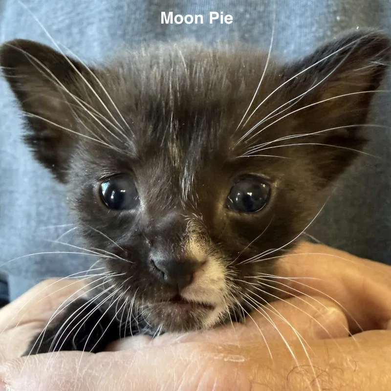 Moon Pie thumbnail 2