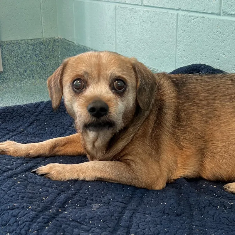 A senior medium-sized male Yellow / Tan / Blond / Fawn Mixed Breed dog named Tonto for adoption in Naples, FL