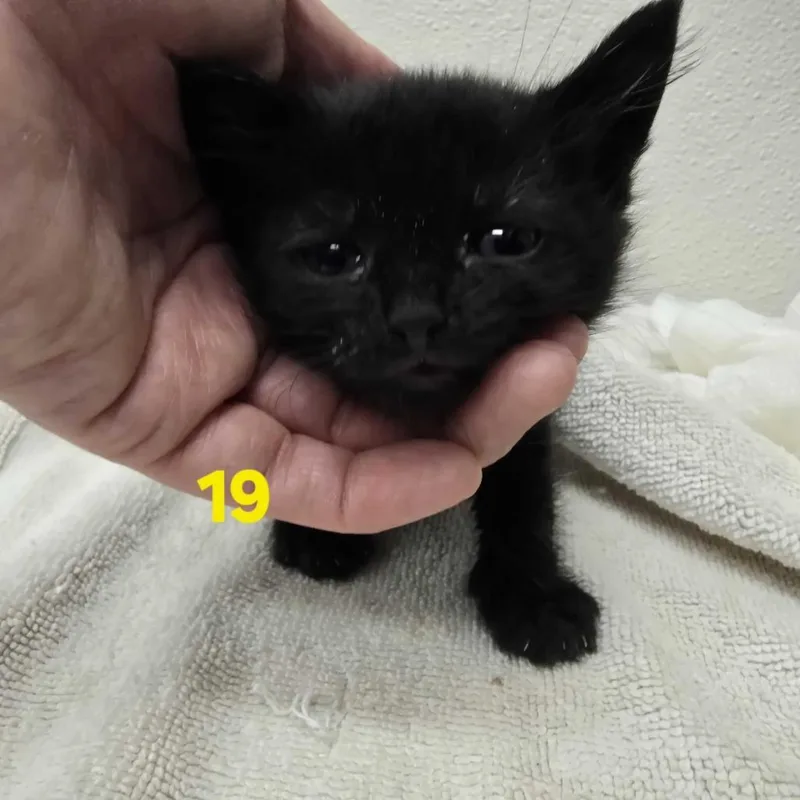 Lenny thumbnail 4
