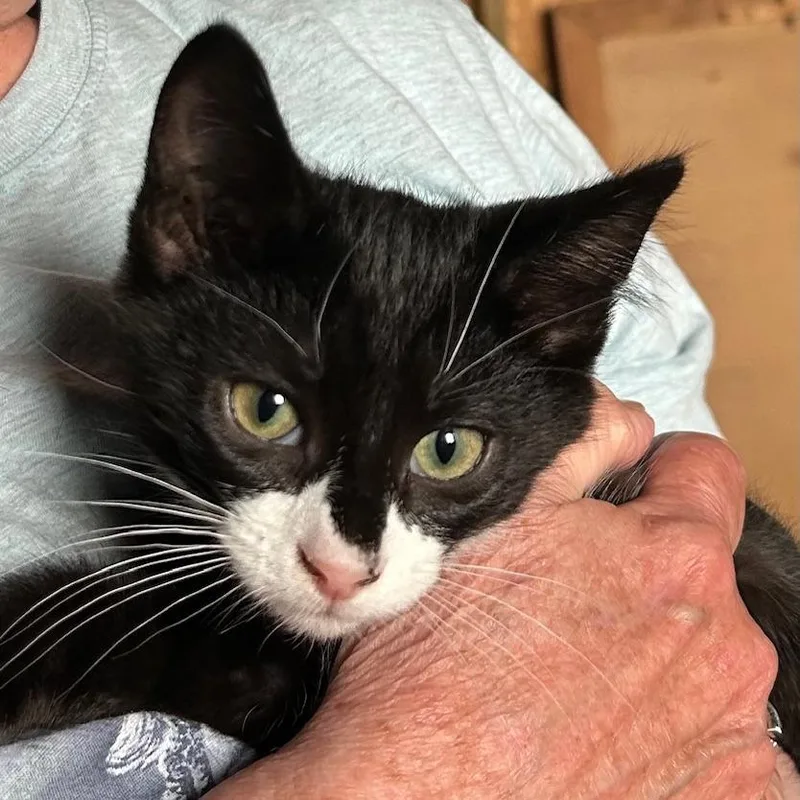 A young small-sized male Black Domestic Short Hair cat named Astair for adoption in Rochester, MN