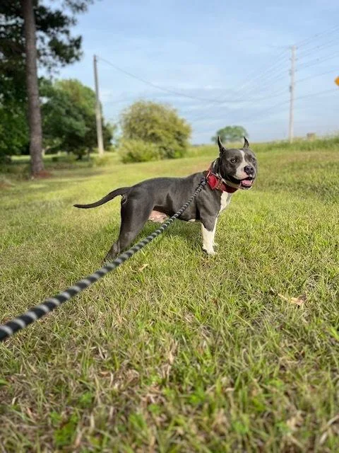 A young medium-sized male American Bulldog dog named Sherman for adoption in Youngsville, NC