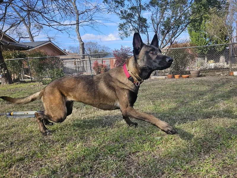 Canela