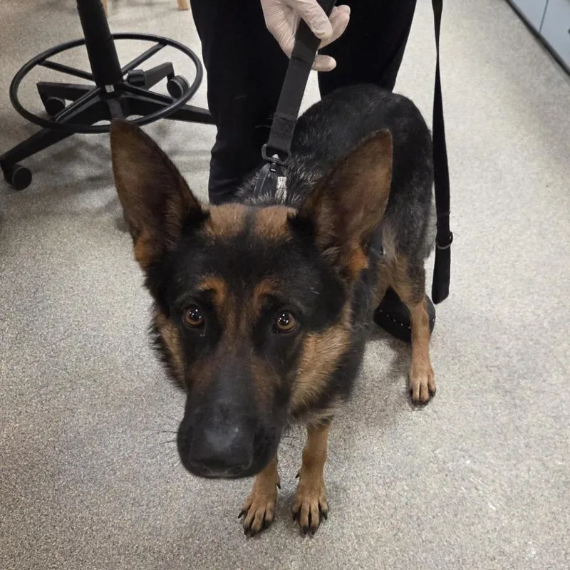 An adult large-sized female Yellow / Tan / Blond / Fawn Mixed Breed dog named Honey for adoption in Jacksonville, FL